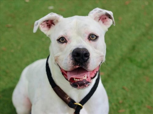 Photo of Ronda, adoptable senior Boxer in Los Angeles, California