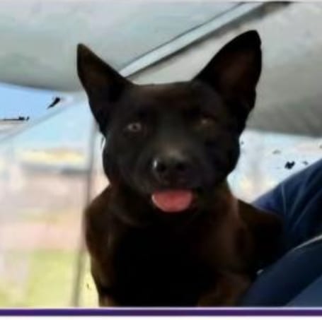 Photo of Armani-pl, adoptable senior Schipperke in Missouri City, Texas
