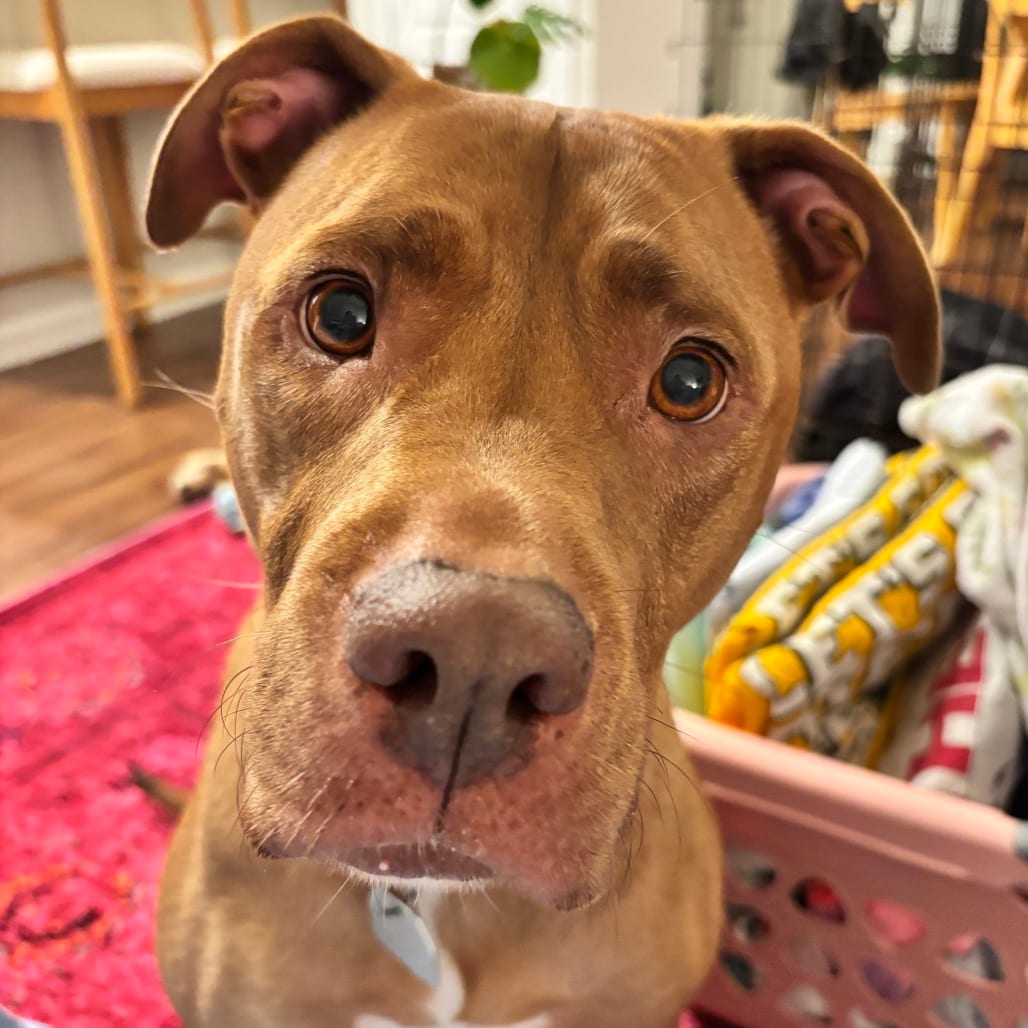 Photo of CeCe, adoptable senior Mixed Breed (Medium) in Chattanooga, Tennessee