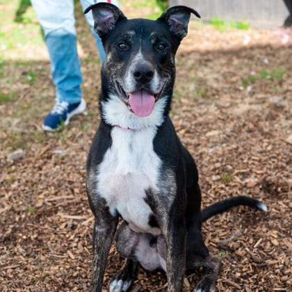 Photo of Zenobio - IN FOSTER, adoptable senior dog in Chamblee, Georgia