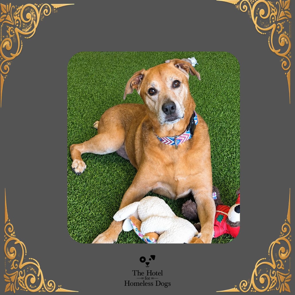 Photo of Cooper, adoptable senior Terrier / Mixed Breed (Large) in Cumberland, Rhode Island