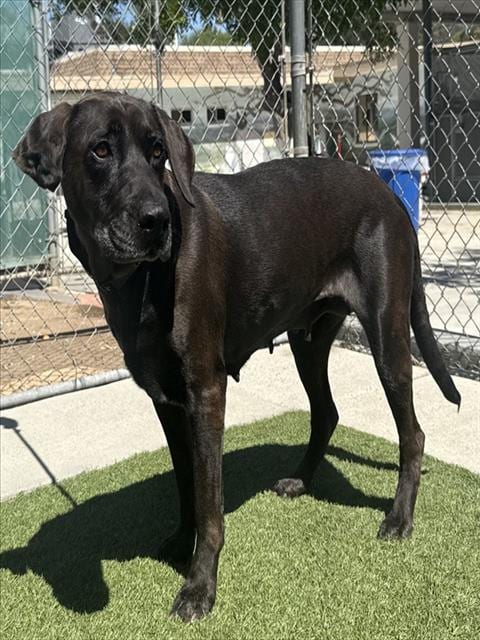 Photo of Kacey, adoptable senior Labrador Retriever in Agoura, California
