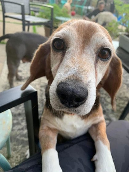 Photo of Mona, adoptable senior Beagle/Mix in New Jersey