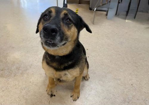 Photo of Coco, adoptable senior German Shepherd Dog in San Pedro, California