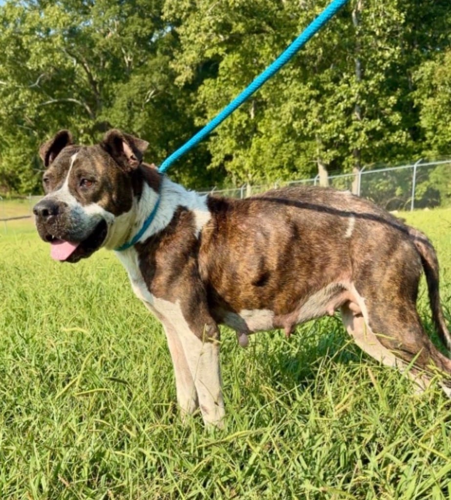 Photo of Estelle, adoptable senior American Staffordshire Terrier in Chickamauga, Georgia