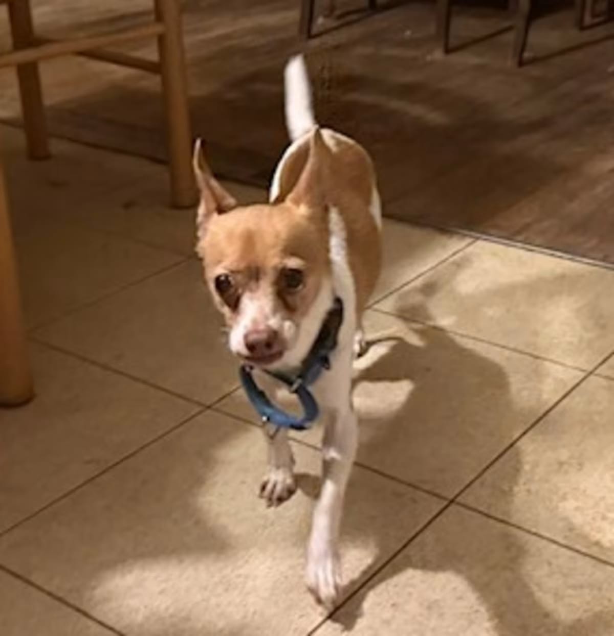 Photo of Kassie, adoptable senior Chihuahua in Staten Island, New York