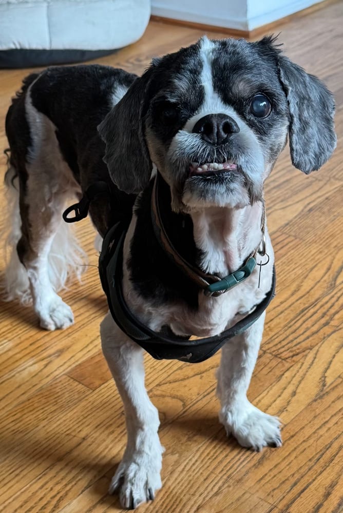 Photo of Ushi, adoptable senior Shih Tzu in Dana Point, California