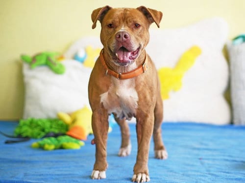 Photo of Chance, adoptable senior American Pit Bull Terrier in Tavares, Florida