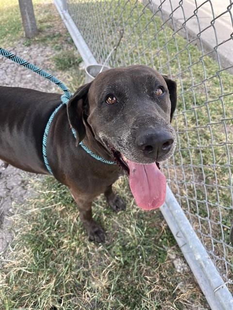 Photo of Girly, adoptable senior German Shorthaired Pointer in Corpus Christi, Texas