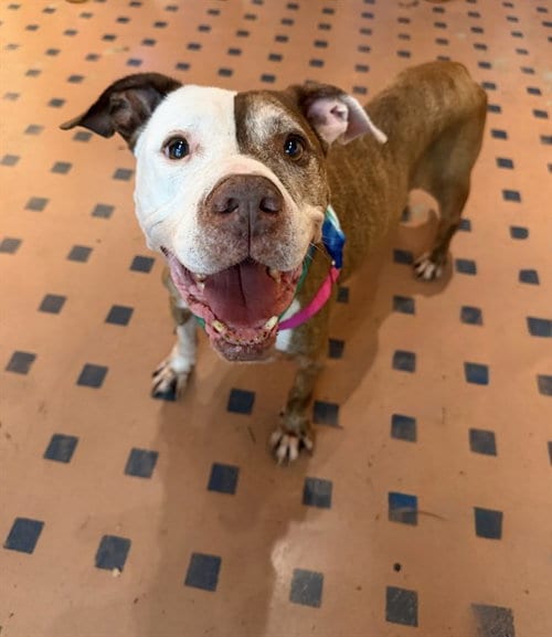 Photo of Chance, adoptable senior American Bulldog in Miami, Florida