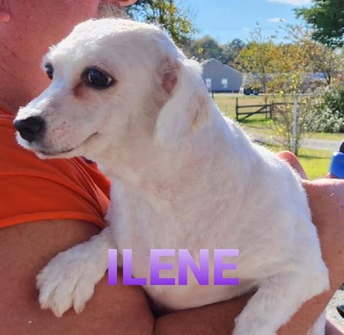 Ilene, adoptable senior Cavalier King Charles Spaniel in Seaford, DE