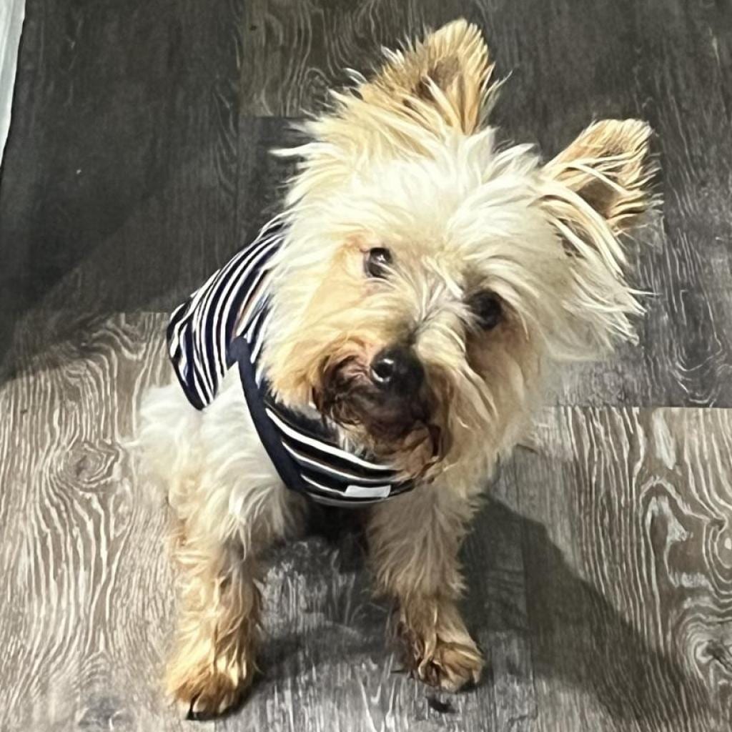 Photo of Timmy, adoptable senior Terrier, Yorkshire, Yorkie in Oceanside, California