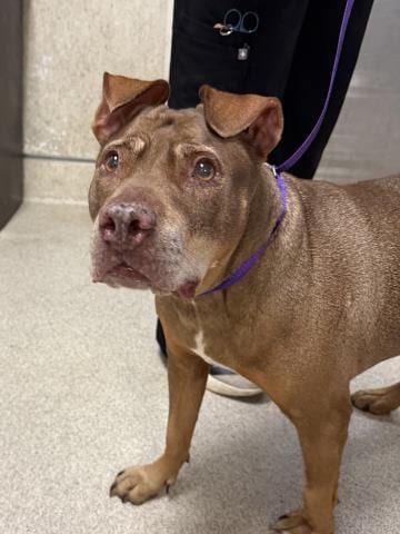 Photo of Lucy, adoptable senior Pit Bull Terrier in Riverside, California