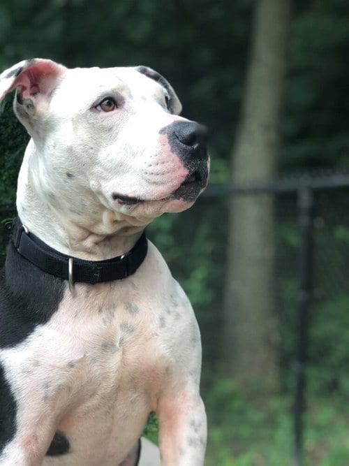 Photo of Justus, adoptable senior American Pit Bull Terrier in New York, New York