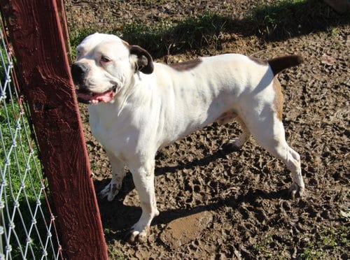 Blu, adoptable senior Boxer in Poland, IN