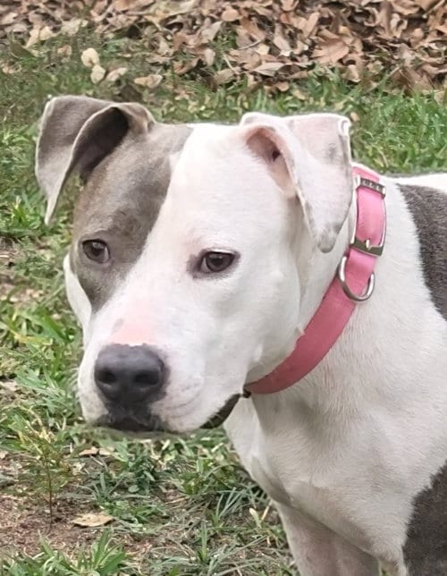Celly, adoptable senior American Pit Bull Terrier in Mobile, AL
