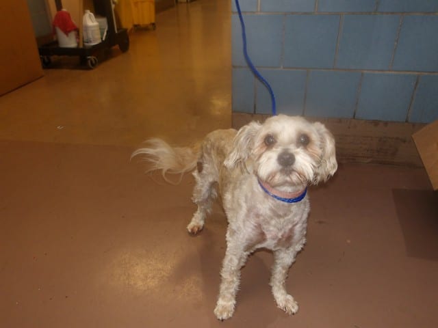 Photo of Libby Moore, adoptable senior Shih Tzu mix in Chicago, Illinois