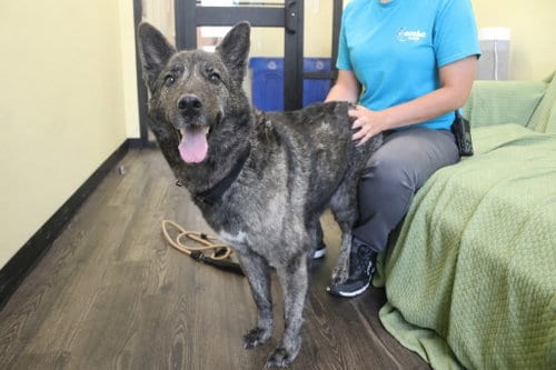 Photo of Emmie, adoptable senior German Shepherd Dog in Chestertown, Maryland