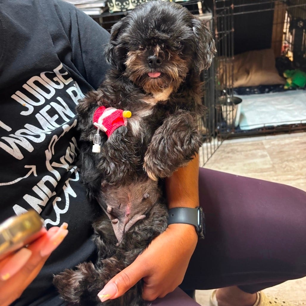 Photo of Love, adoptable senior Shih Tzu in Hinesville, Georgia
