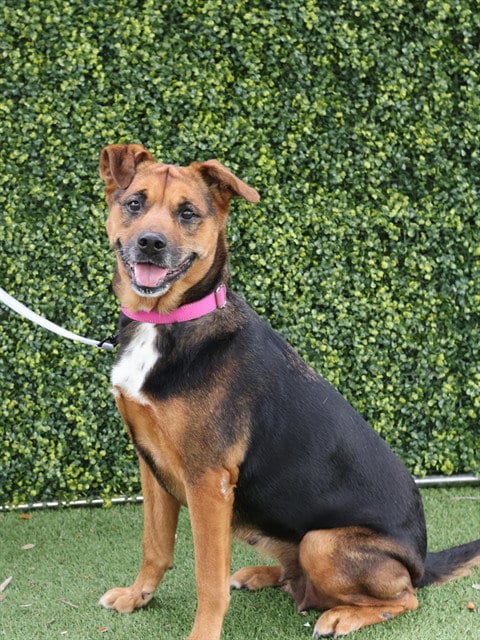 Photo of Maya, adoptable senior German Shepherd Dog in Naples, Florida