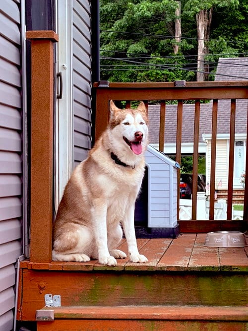 Photo of Skye, adoptable senior Husky in Spring Lake, New Jersey