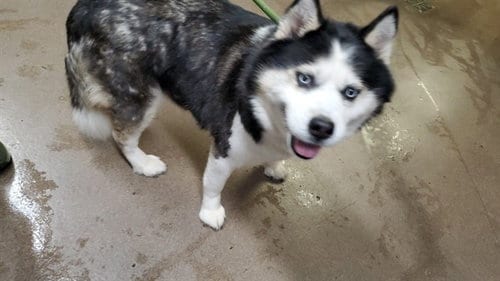 Photo of Aleyna, adoptable senior Siberian Husky in Aurora, Illinois