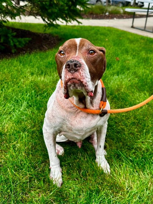 Photo of Rocky, adoptable senior Hound in Crete, Illinois