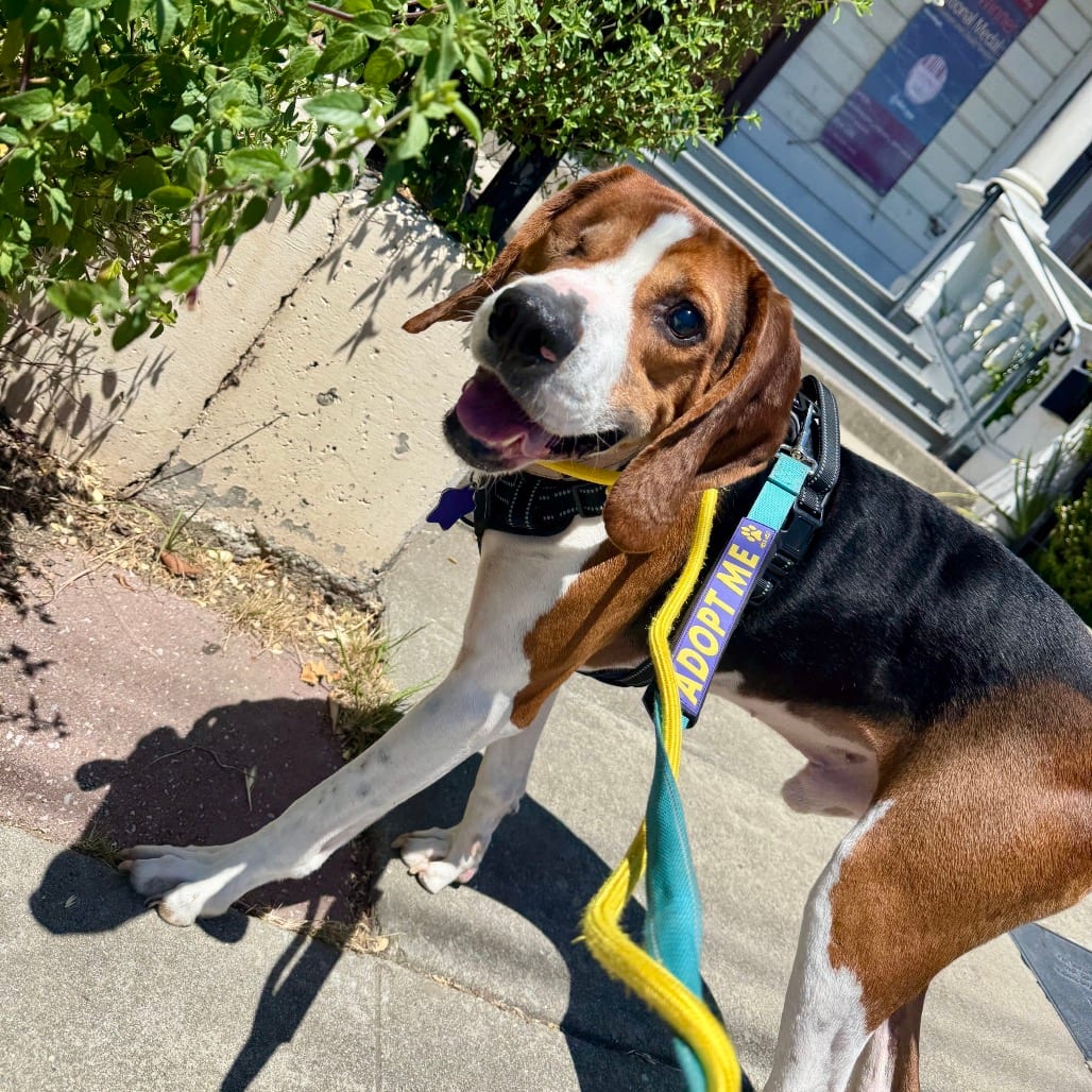 Photo of Chip, adoptable senior Hound / Mixed Breed (Medium) in San Francisco, California