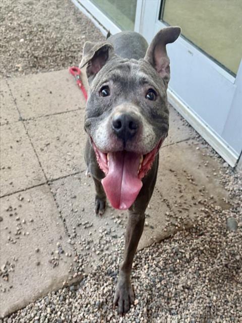 Photo of Lulu, adoptable senior Staffordshire Bull Terrier in Mesa, Arizona