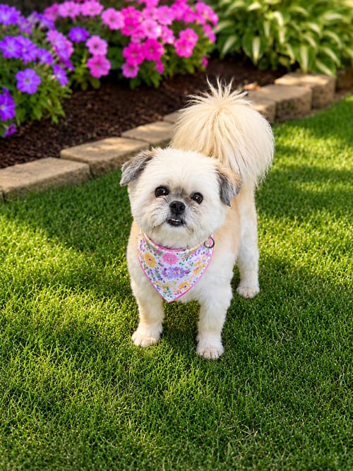 Photo of Harlee - OS, adoptable senior Shih Tzu in Pataskala, Ohio