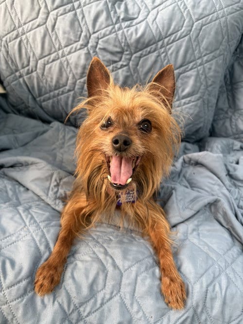 Photo of Gigi, adoptable senior Yorkshire Terrier Yorkie in North Babylon, New York