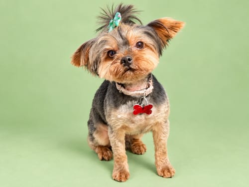 Photo of Chris Young, adoptable senior Yorkshire Terrier Yorkie in Romoland, California
