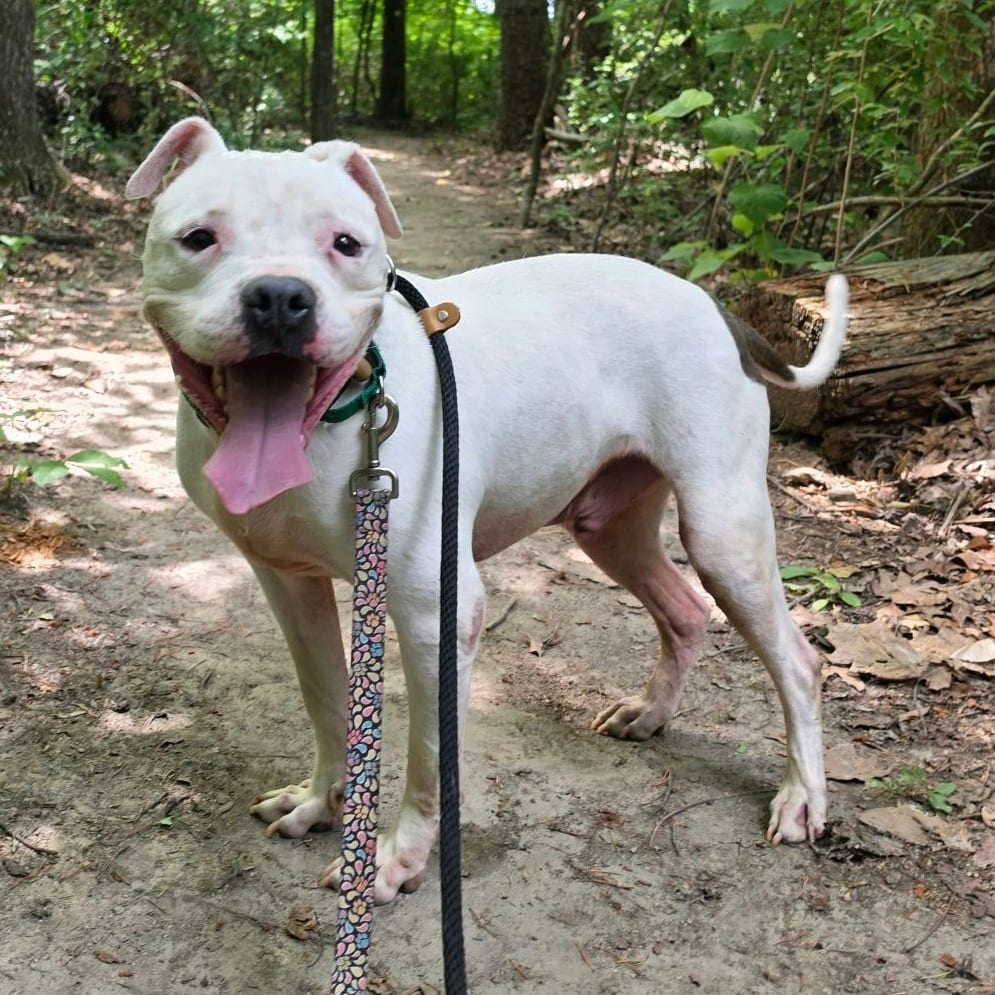 Photo of Ice Hill, adoptable senior Terrier, American Staffordshire in Greensboro, North Carolina