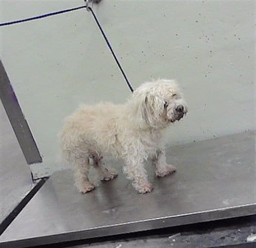 Photo of A2098384, adoptable senior Shih Tzu in Houston, Texas