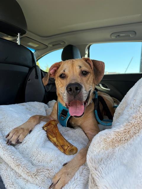 Photo of Ken, adoptable senior Labrador Retriever in Charlotte, North Carolina