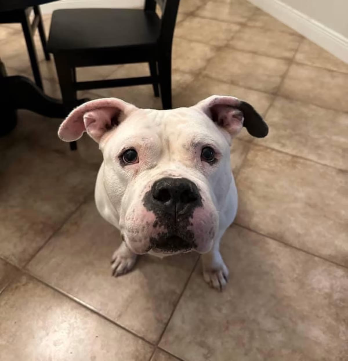 Photo of Bella, adoptable senior American Bulldog/American Pit Bull Terrier in Miami, Florida
