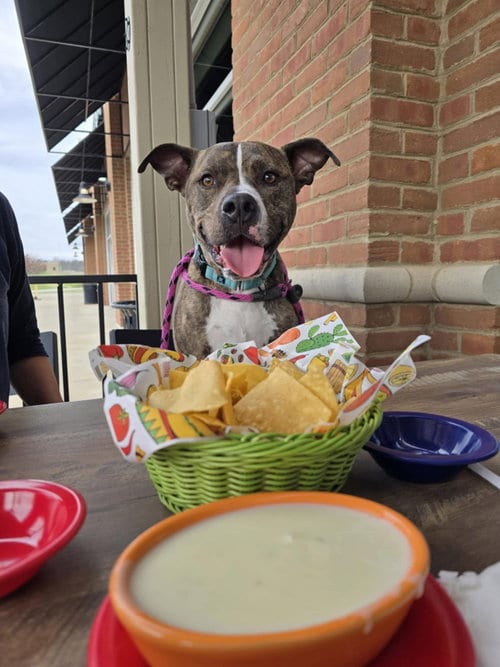 Alvin, adoptable senior Terrier in Columbus, IN