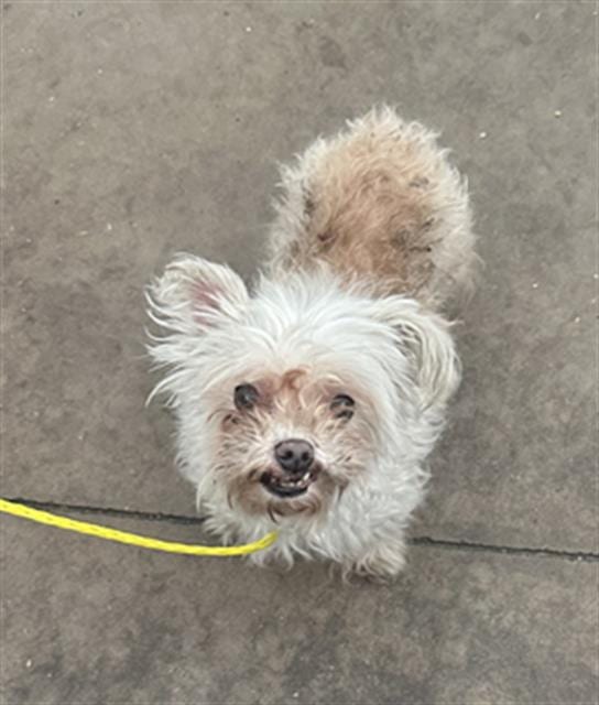 Photo of Tata, adoptable senior Mixed Breed
