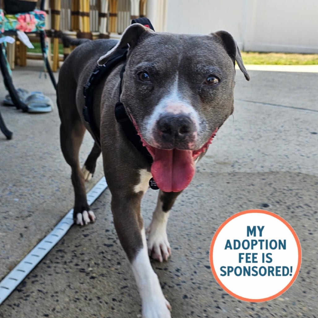 Photo of Wednesday - IN FOSTER, adoptable senior Terrier, American Pit Bull in Birdsboro, Pennsylvania