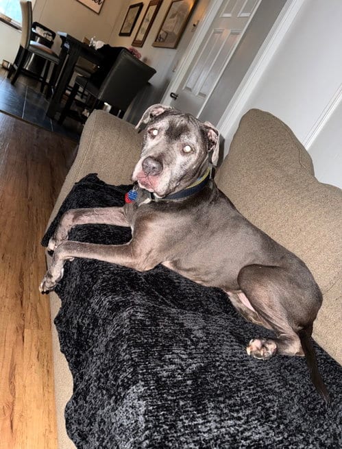 Photo of Dexter, adoptable senior American Pit Bull Terrier in Ball Ground, Georgia