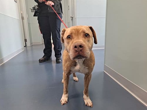 FRENCH TOAST, adoptable senior Pit Bull Terrier in Greensbo, NC