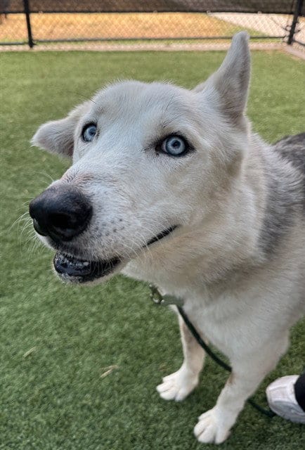 Photo of Renato, adoptable senior Husky in Dallas, Texas