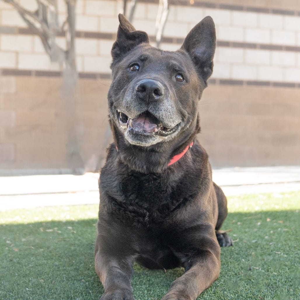 Photo of Zuzu, adoptable senior Retriever, Labrador / Akita in Kanab, Utah