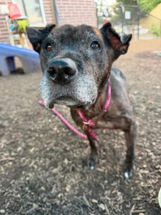 Photo of Kusama, adoptable senior dog in Chamblee, Georgia