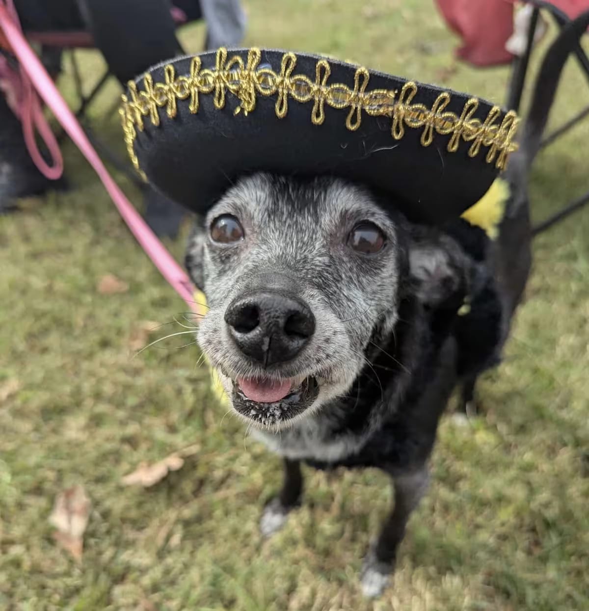 Photo of Lucy, adoptable senior Chihuahua in Va Beach, Virginia