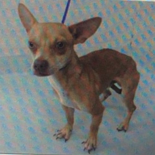 Darshan, adoptable senior Chihuahua in Missouri City, TX