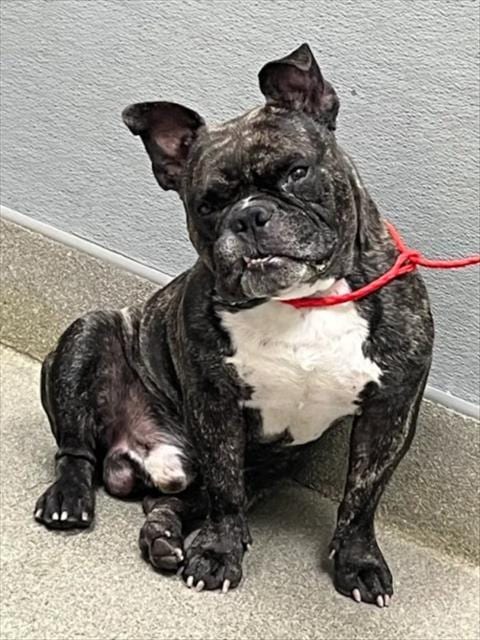 Photo of Brewferd, adoptable senior French Bulldog in Las Vegas, Nevada