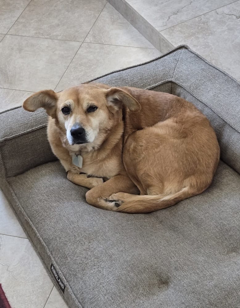 Photo of Amber, adoptable senior Toy Fox Terrier in Dana Point, California