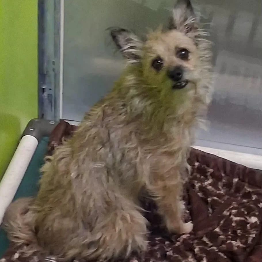 Photo of Lucky, adoptable senior Terrier / None in Spokane, Washington