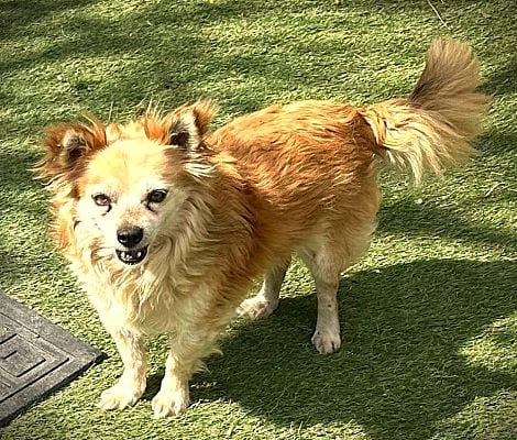 Photo of Rusty, adoptable senior Chihuahua in Fallbrook, California